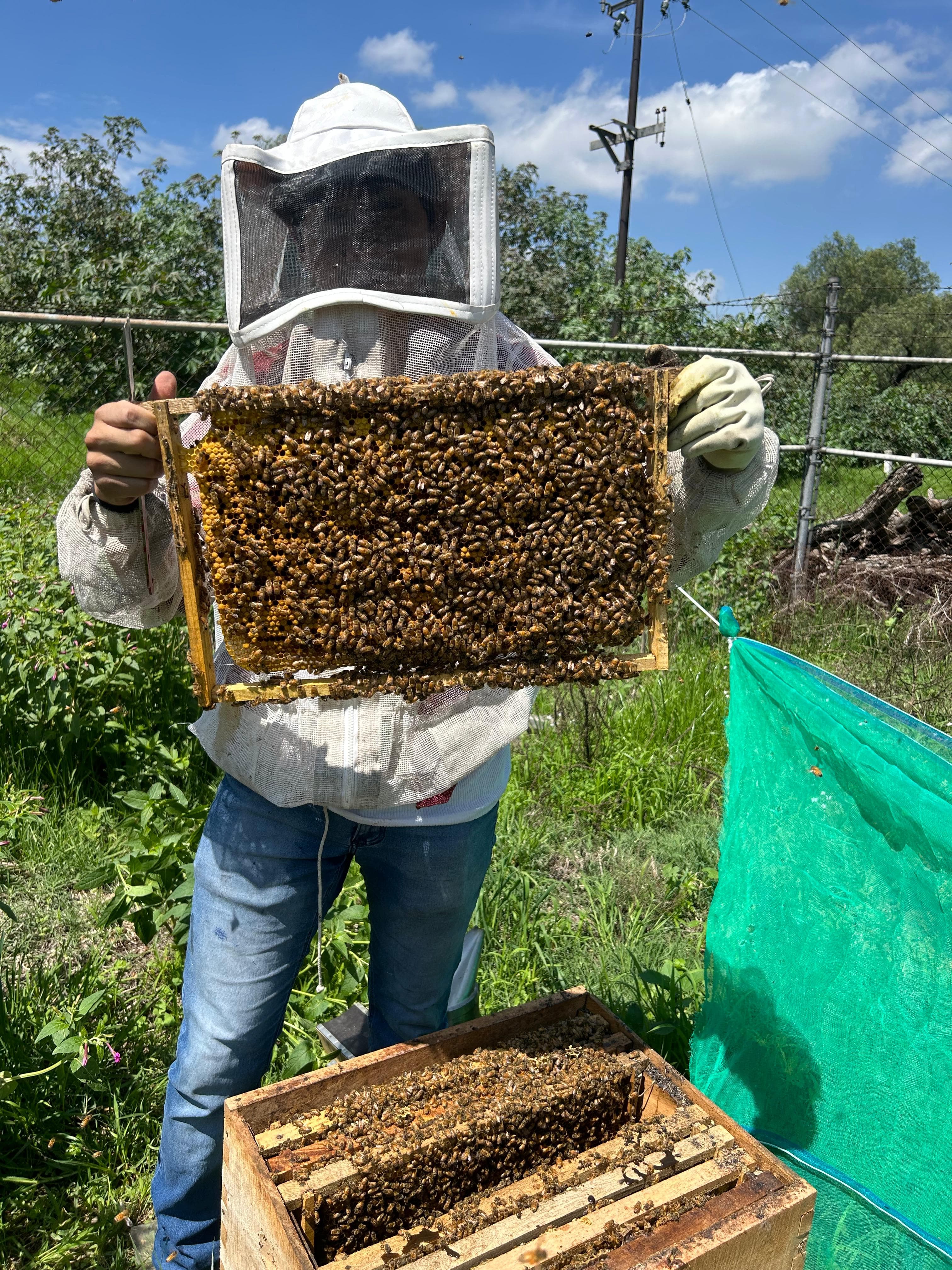 Abejas sobre panal